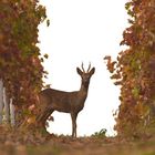 Herbstbock