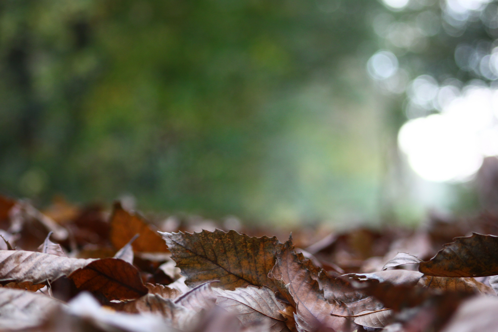 Herbstboden