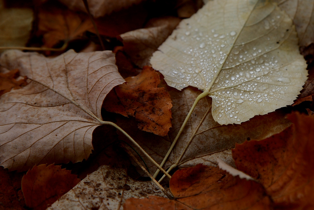 Herbstboden.