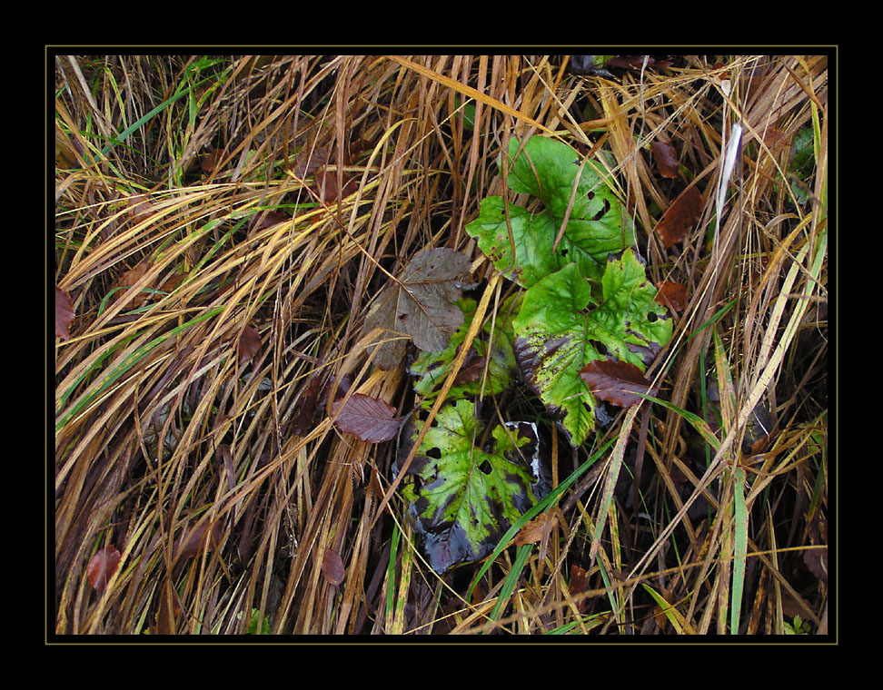 Herbstboden