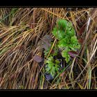 Herbstboden