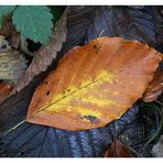 Herbstboden