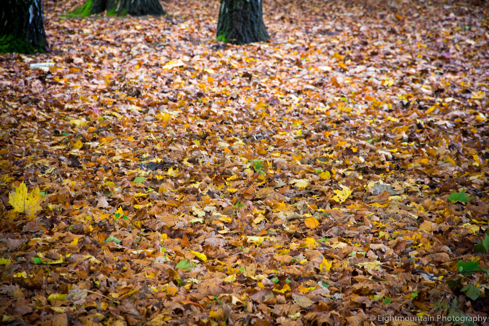 Herbstboden