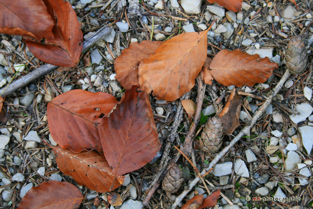 Herbstboden im Wald