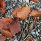 Herbstboden im Wald