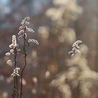 Herbstbokeh