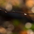 Herbstbokeh