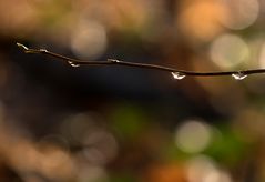 Herbstbokeh