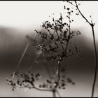 Herbstbokeh 2