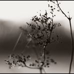 Herbstbokeh 2