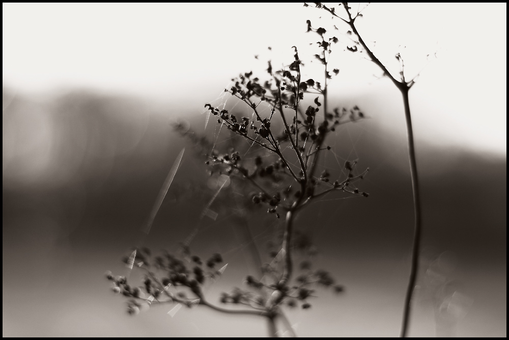 Herbstbokeh 2