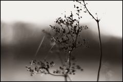 Herbstbokeh 2