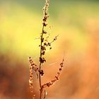 Herbstbokeh