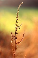 Herbstbokeh