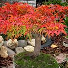 Herbstbonsai 2