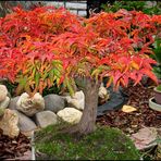 Herbstbonsai 2