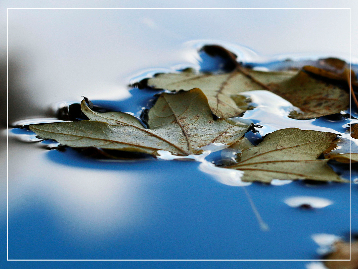 Herbstbooterl mit kleinem Sonnenanbeter