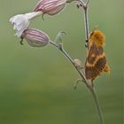 herbstbote