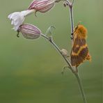 herbstbote