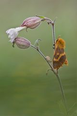 herbstbote