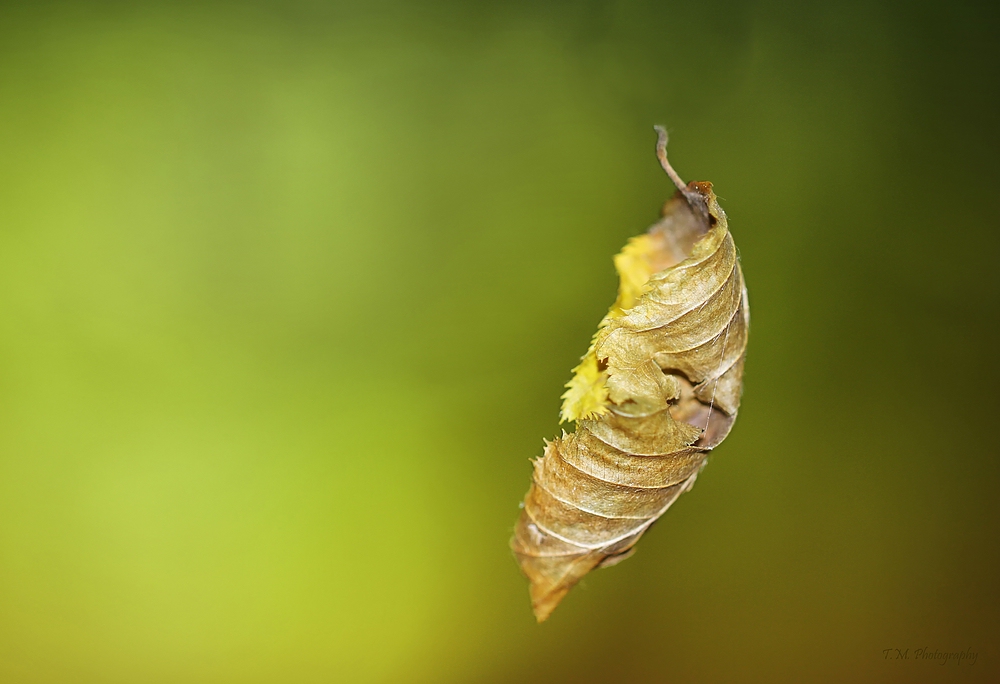 Herbstbote