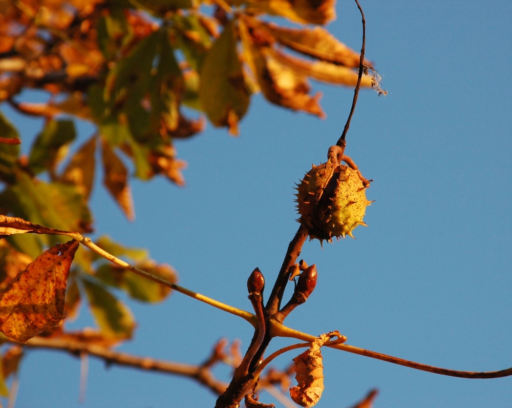 Herbstbote