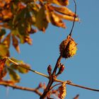 Herbstbote