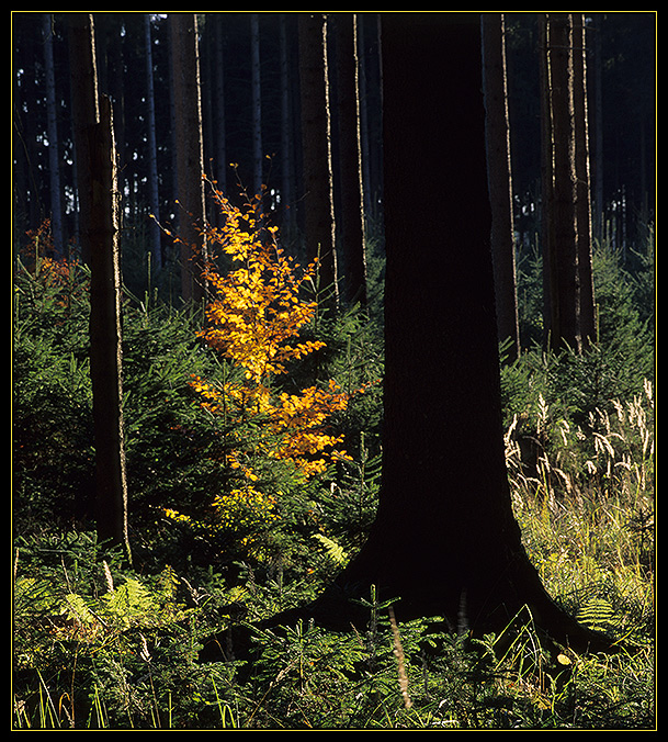 Herbstbote