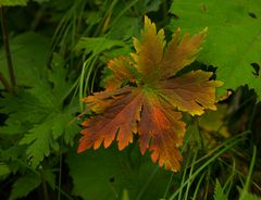 Herbstbote