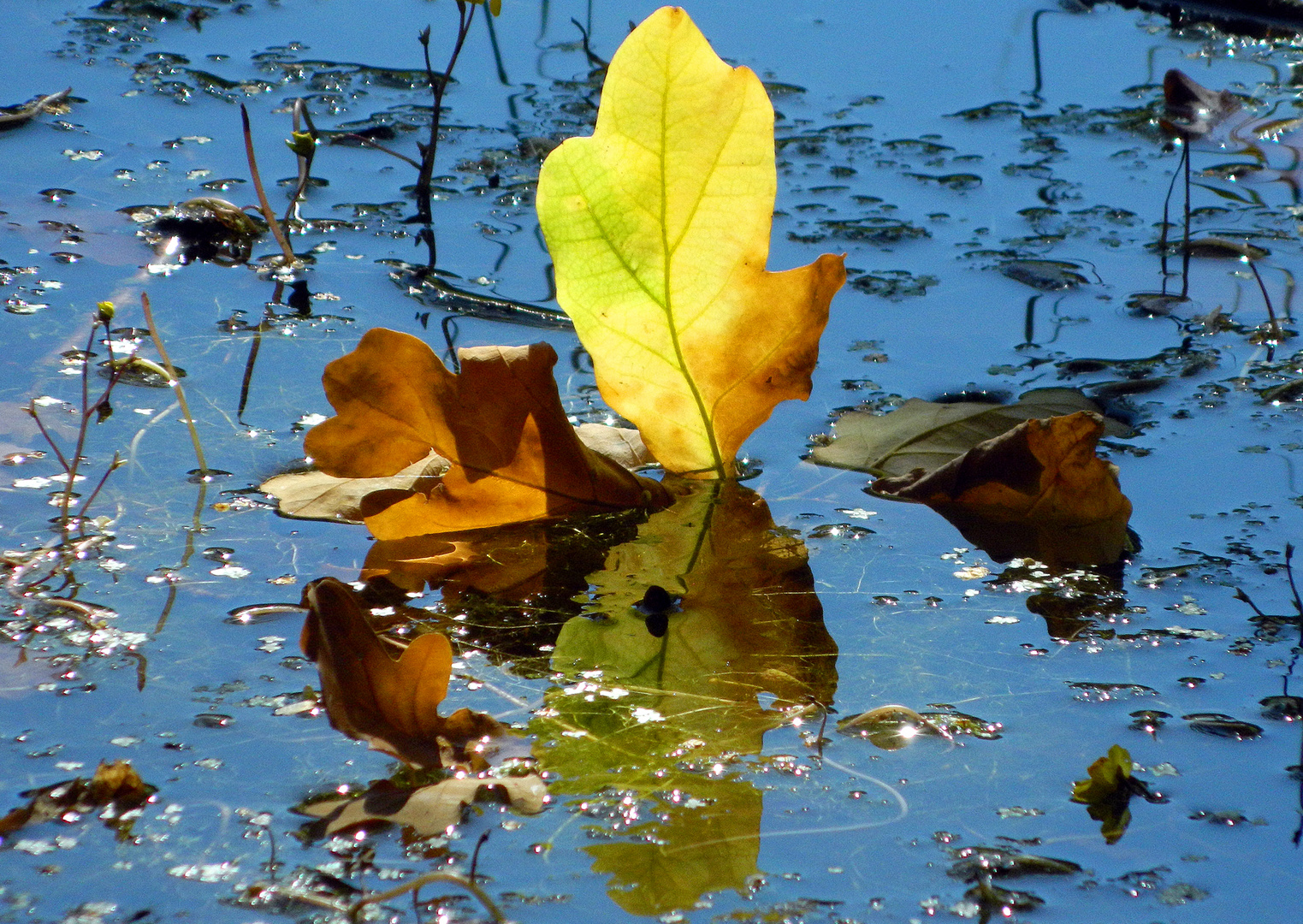 Herbstbote