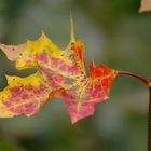 Herbstbote