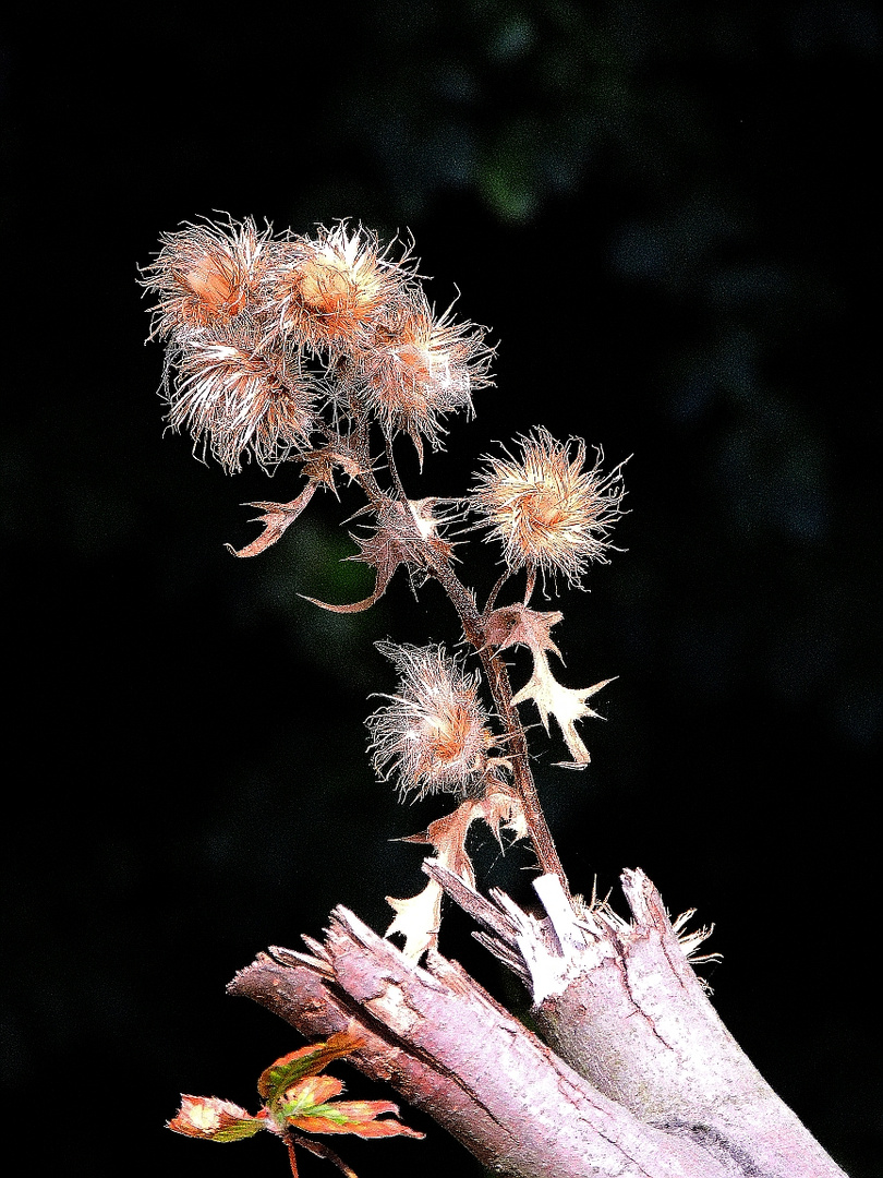 Herbstbote