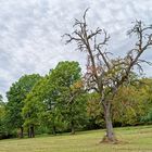 Herbstbote