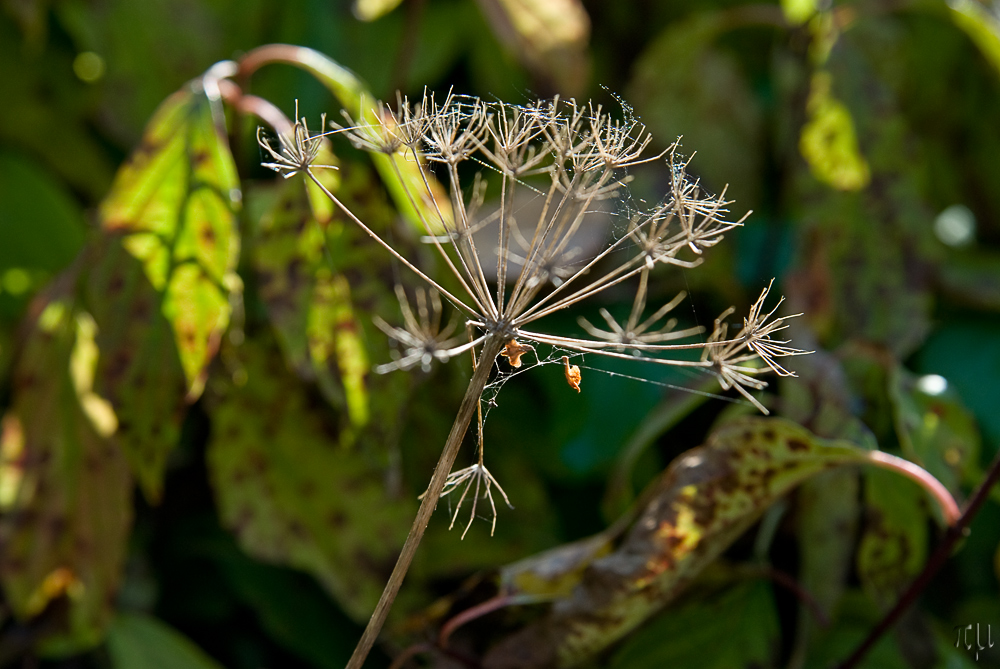 herbstbote