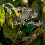 herbstbote