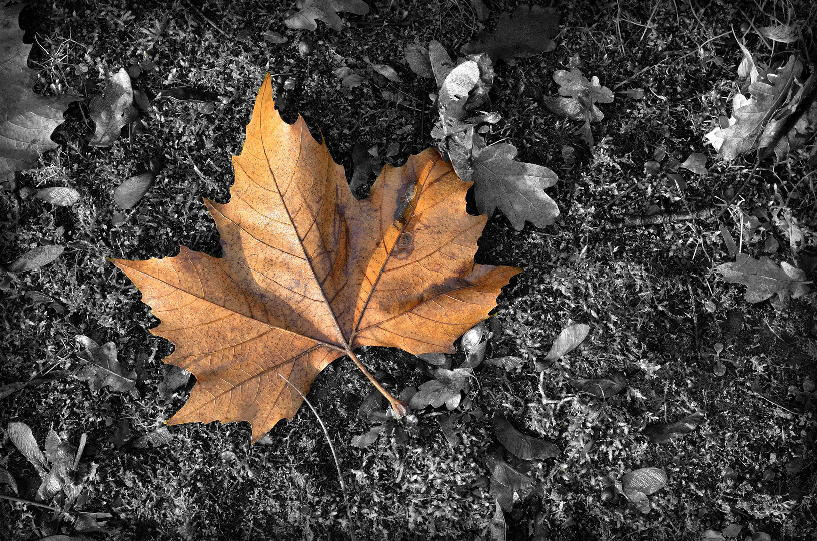 Herbstbote