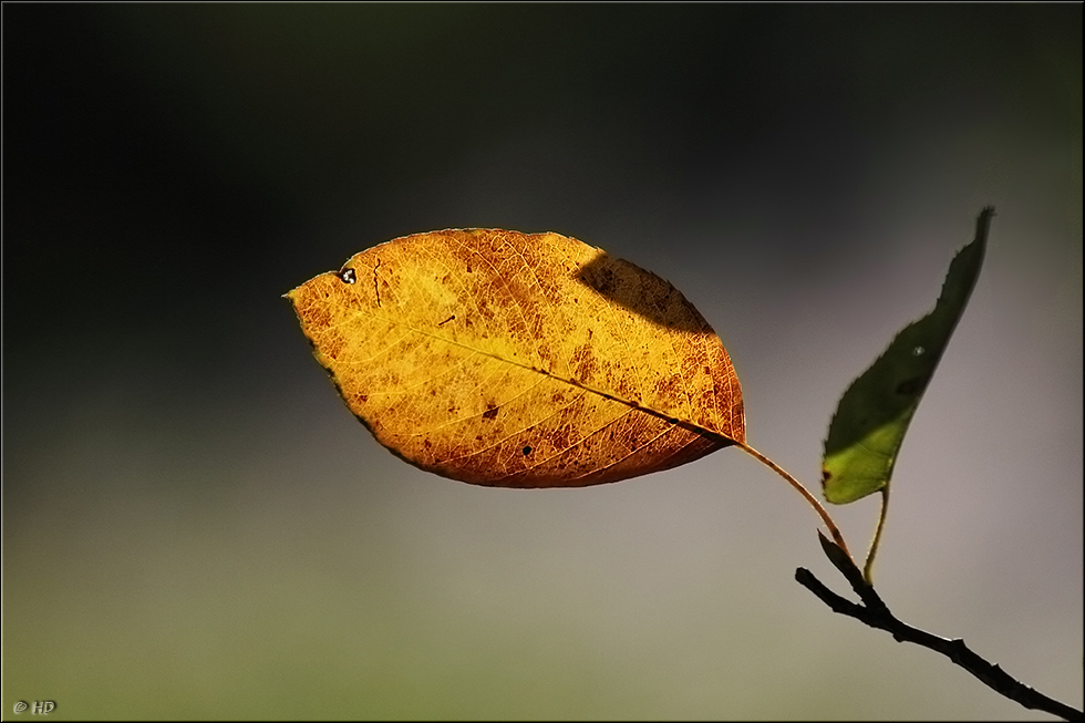 Herbstbote