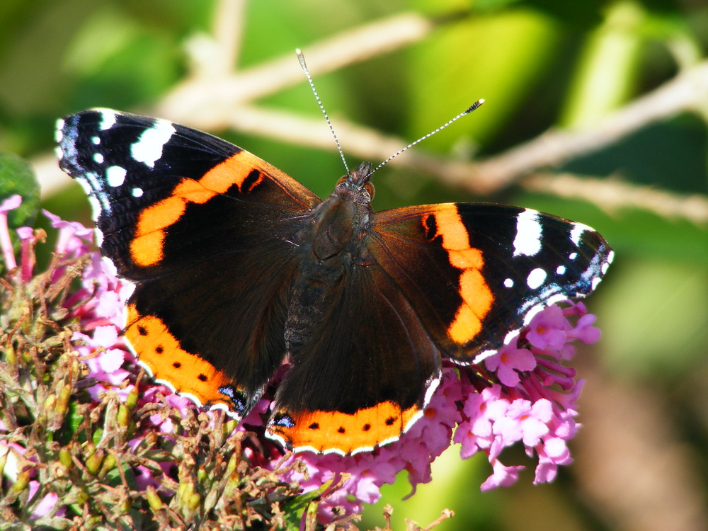 Herbstbote Admiral