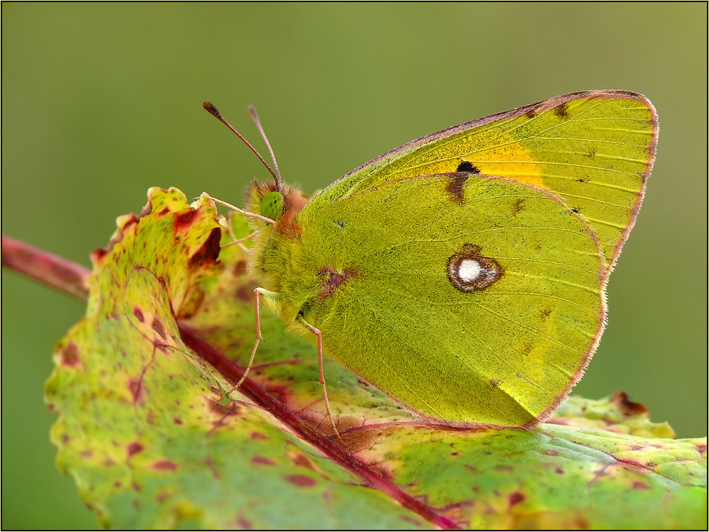 Herbstbote ...