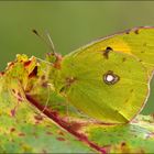 Herbstbote ...