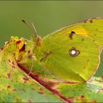 Herbstbote ...