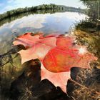 "Herbstbote" >>>Blatt im See<<<