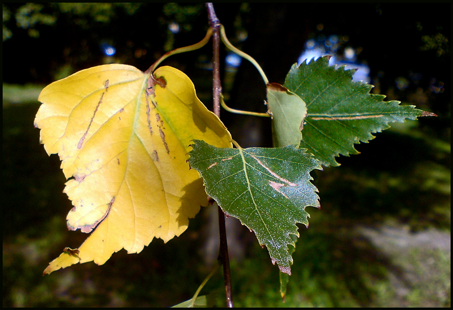 Herbstbote?