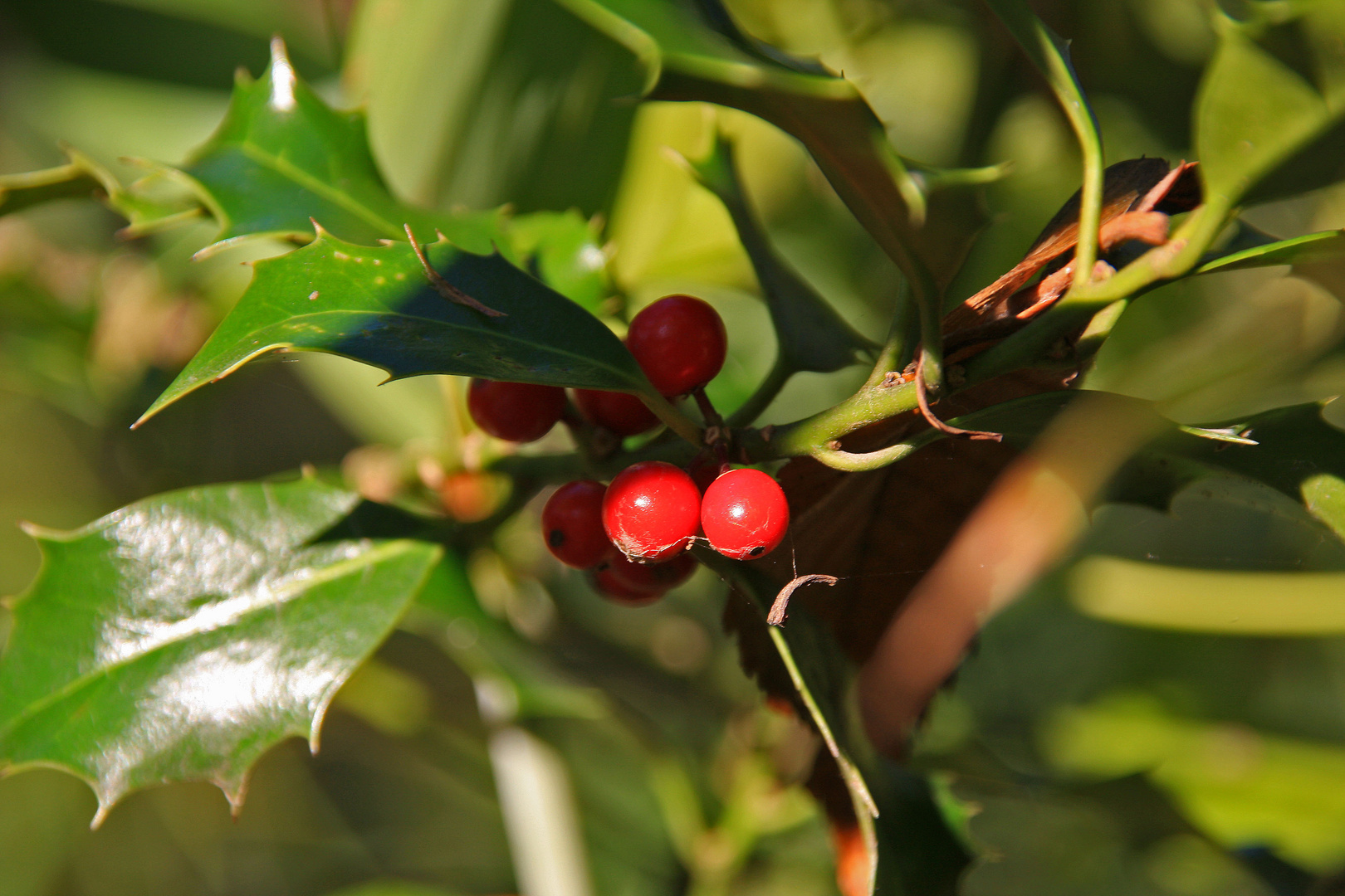 Herbstbote