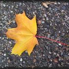 herbstbote