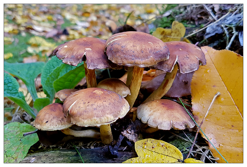 Herbstboten