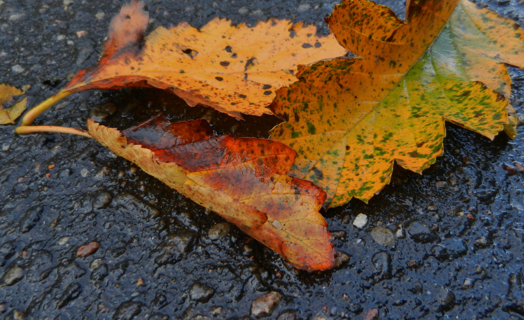 Herbstboten