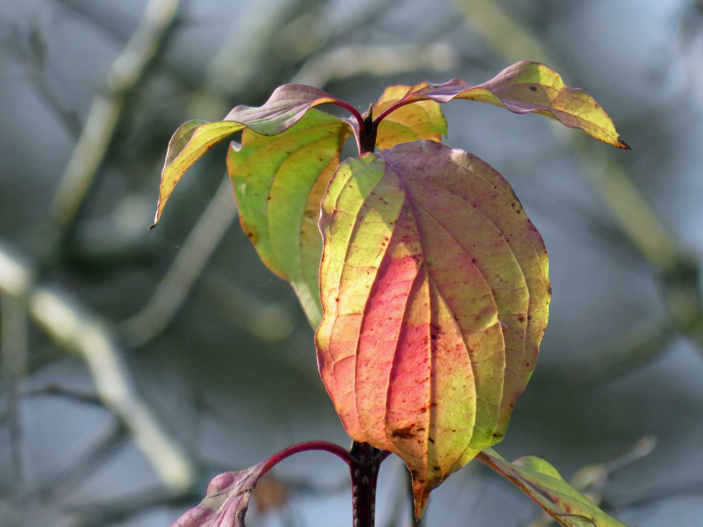 Herbstboten 1