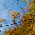 Herbstboten