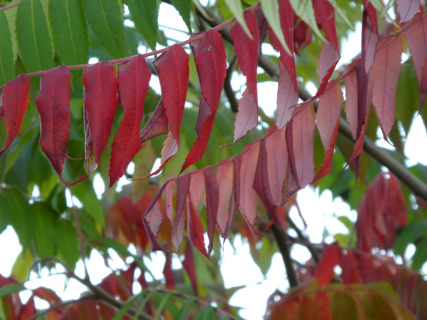 Herbstboten